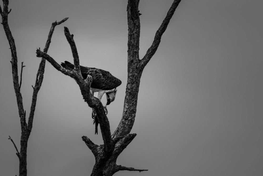 Feeding Time, Apopka