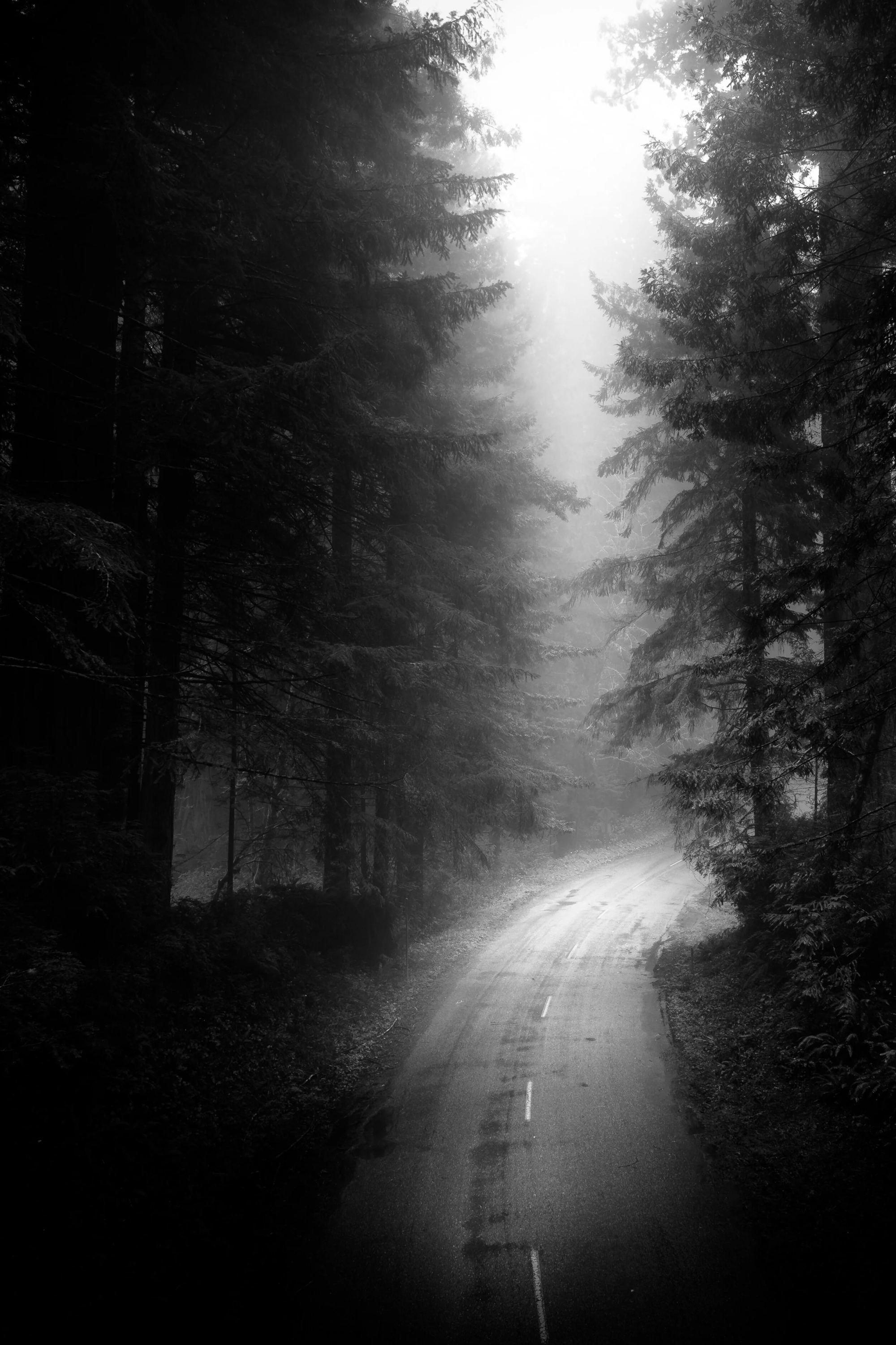 Foggy Future, Lady Bird Grove