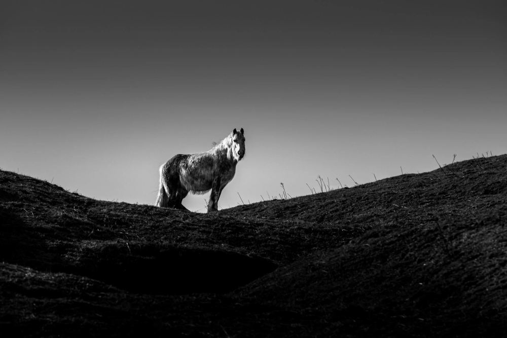 Horse on the Hill, Long Strand