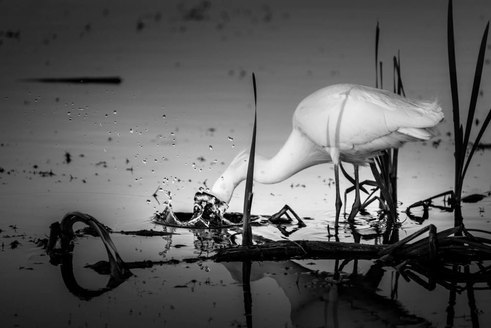 Hunting, Lake Apopka