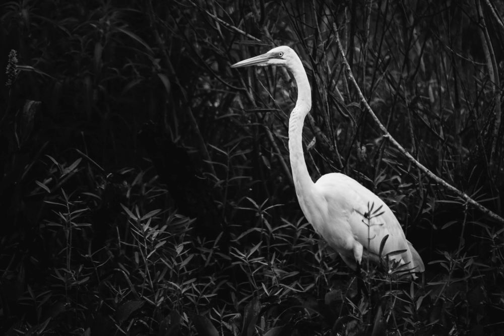In the Bushes, Apopka