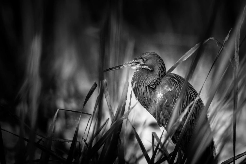 In the Grass, Lake Apopka