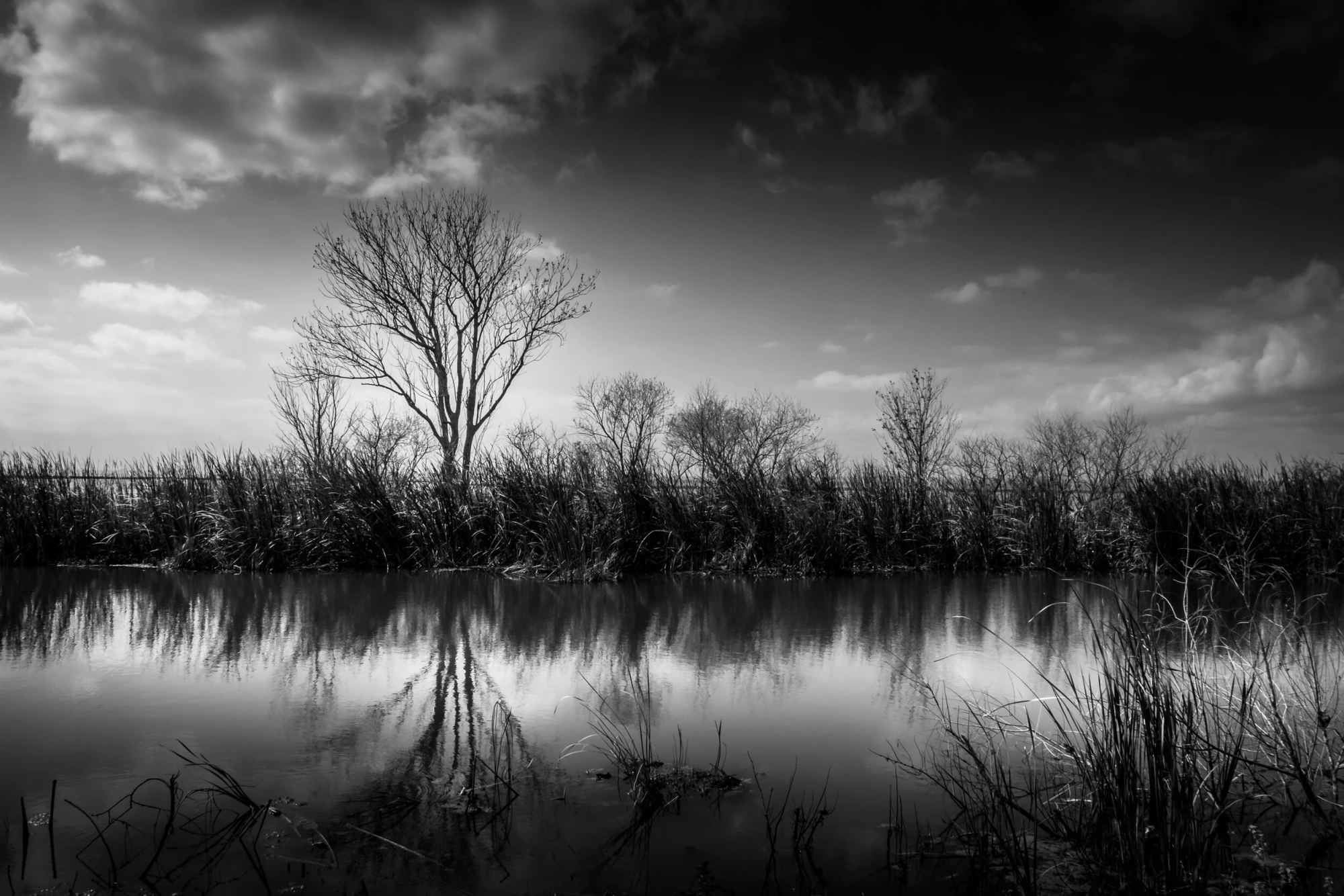 Lonesome Tree, Apopka