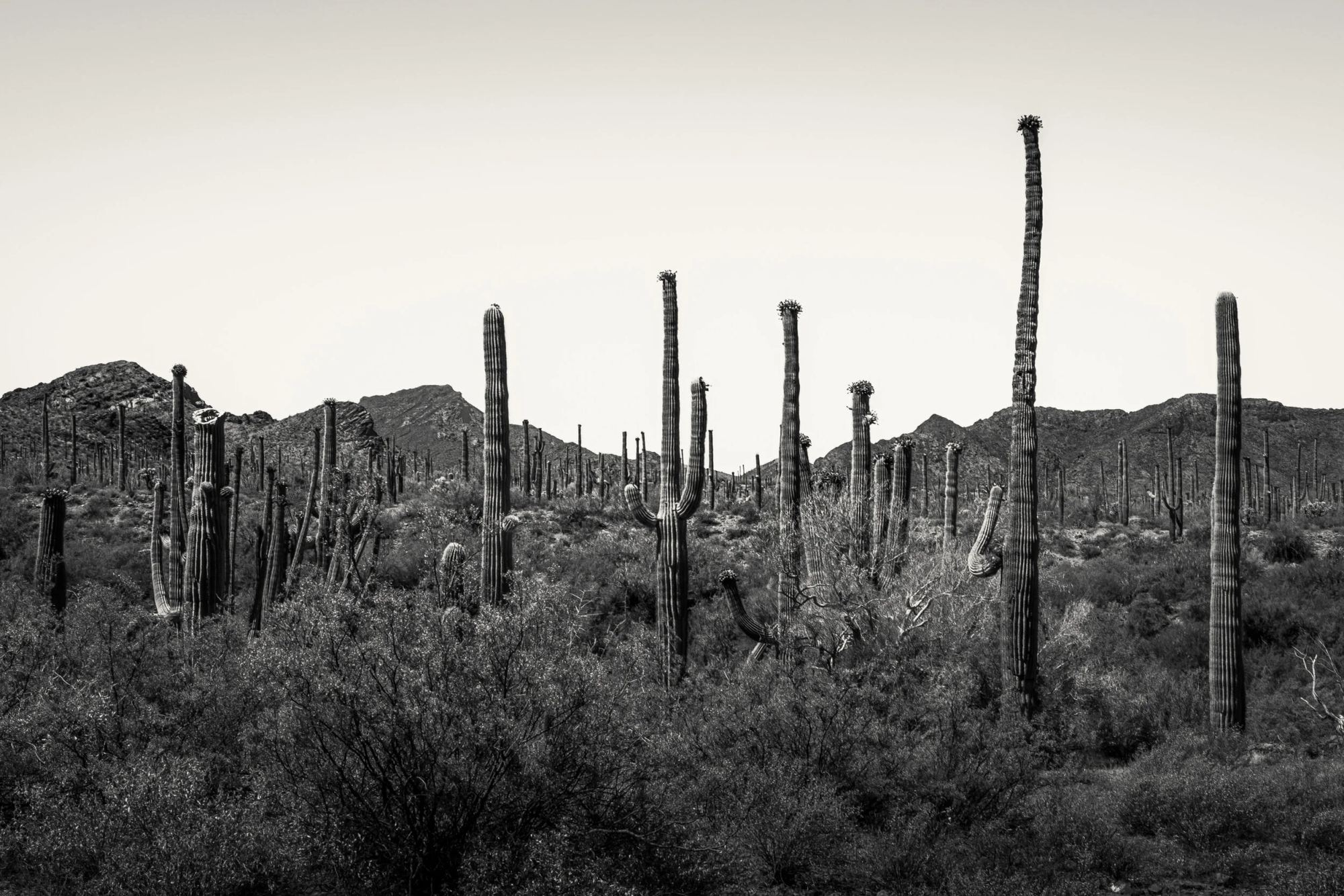 Lost, Arizona