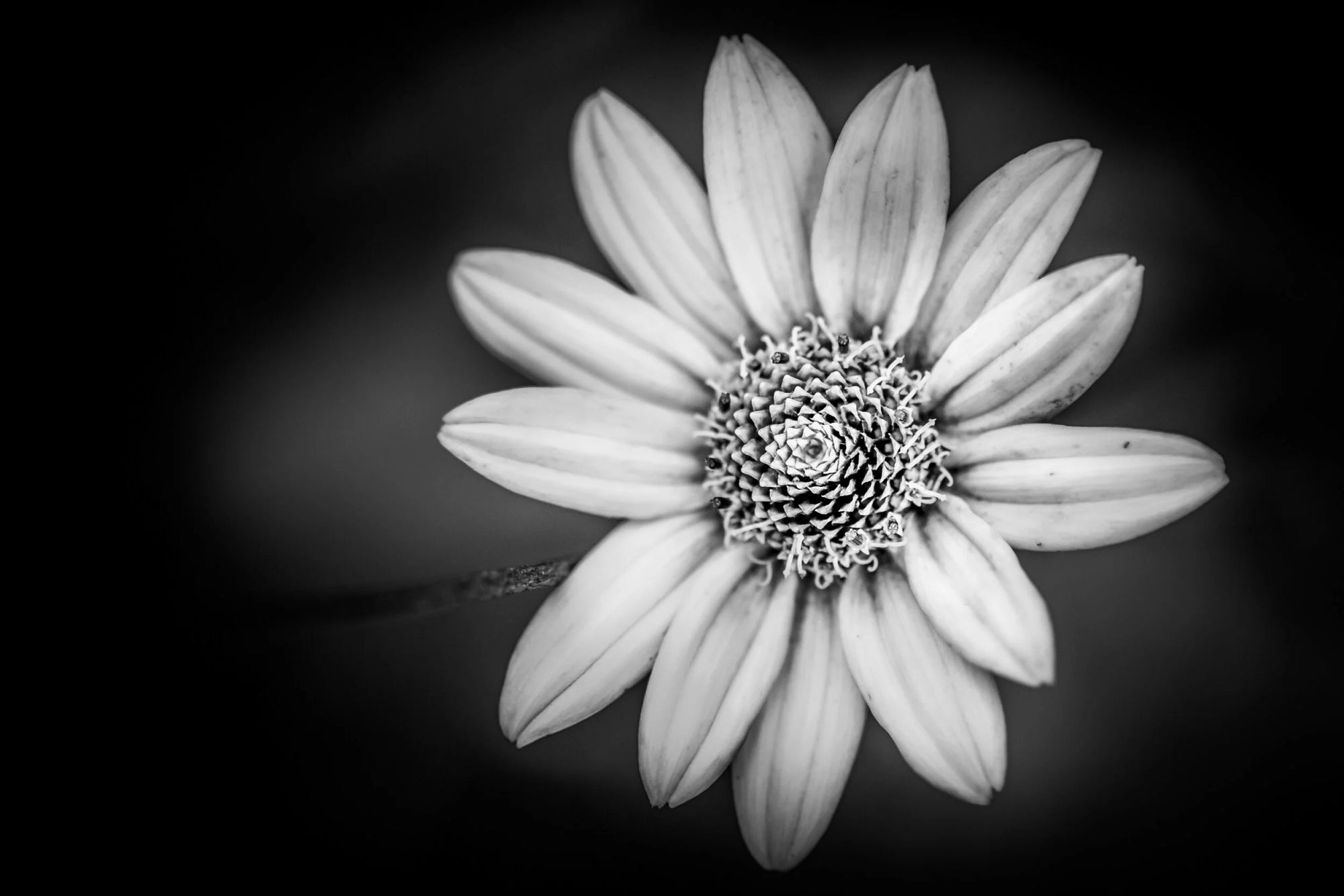 Monochrome Flower, Orlando