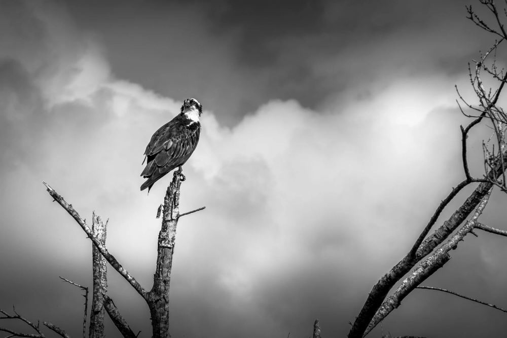 On the Branch, Apopka