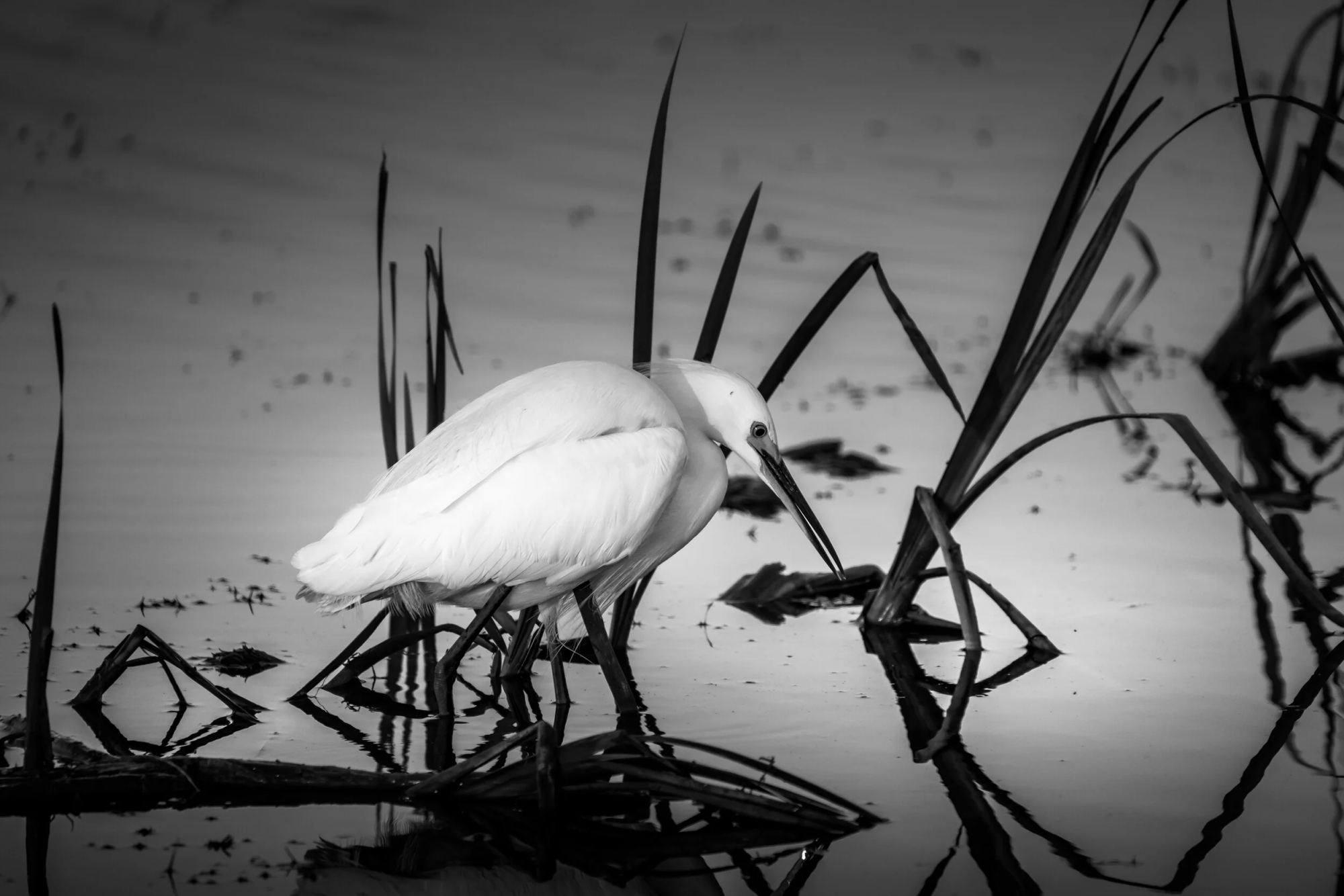 Remain Still, Apopka