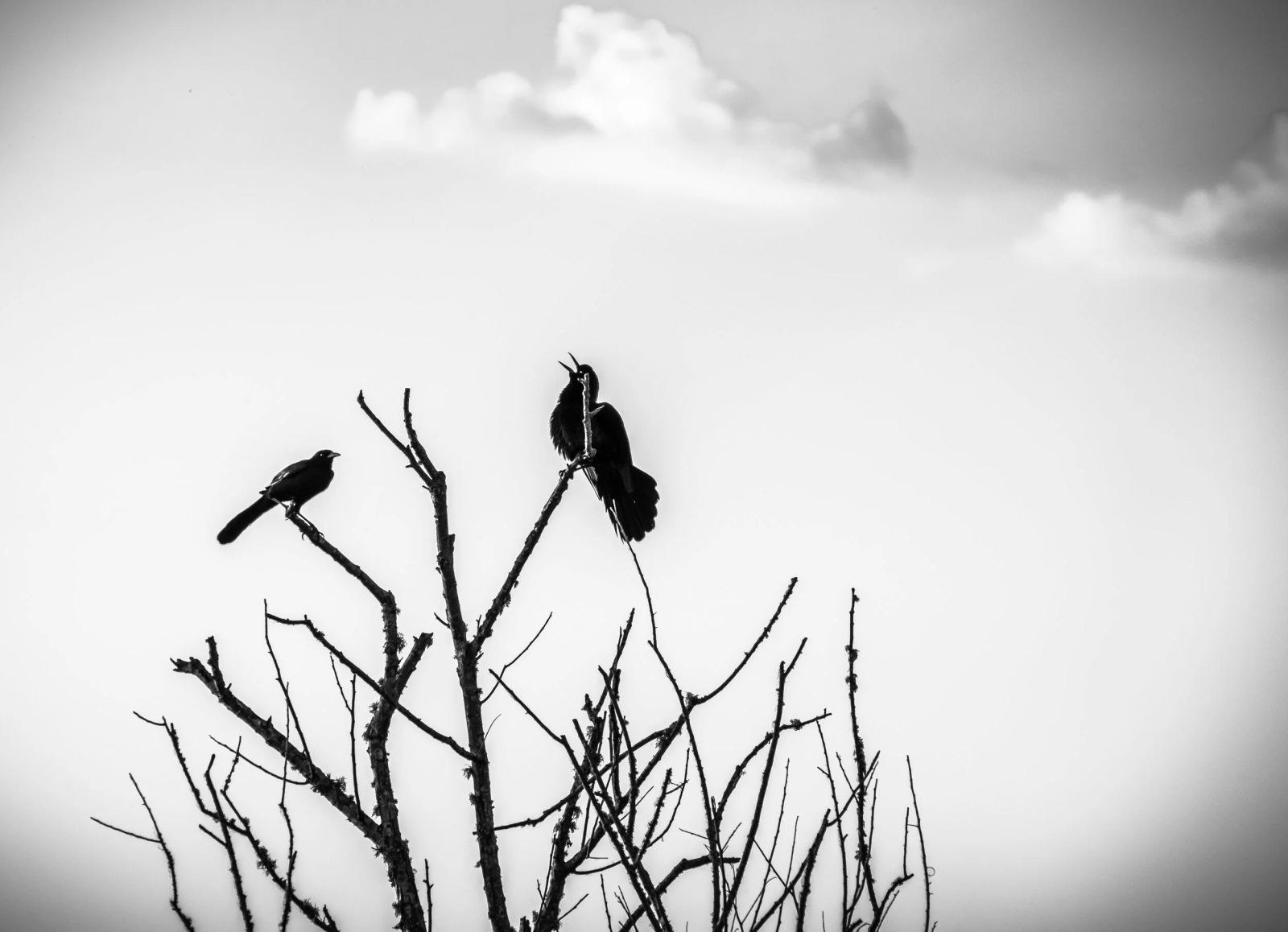 Singing the Blues, Lake Apopka